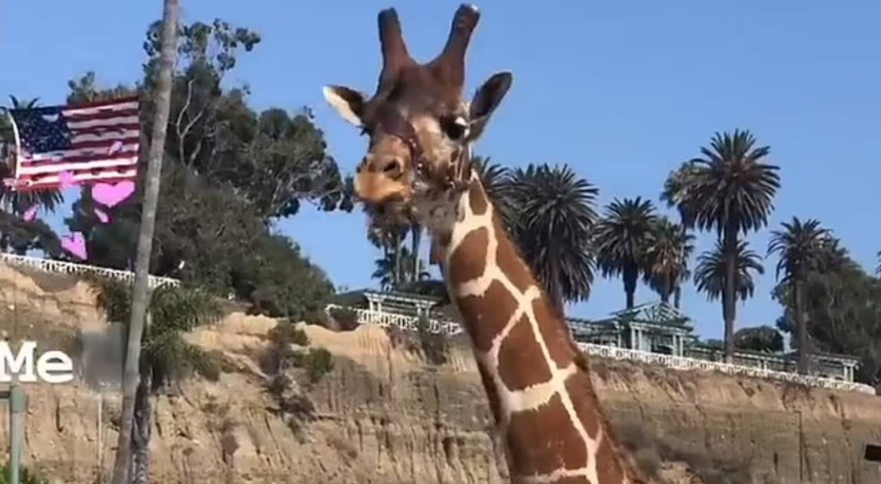 Santa Monica plajında zürafa şoku